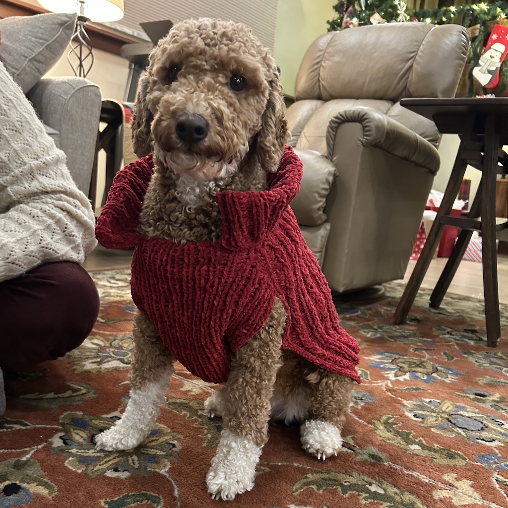 A picture of Dolly the mini goldendoodle wearing a red knit Christmas sweater with a large collar.